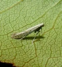 Aspilapteryx tringipennella - photo 7
