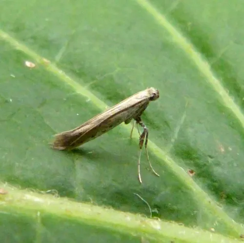 Aspilapteryx tringipennella - photo 8