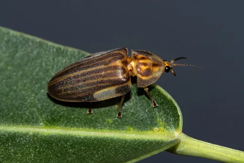 Aspisoma ignitum