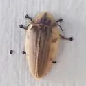 Aspisoma quasidiaphana