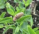 Aspisoma quasidiaphana - photo 3