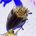 Aspisoma quasidiaphana - photo 5