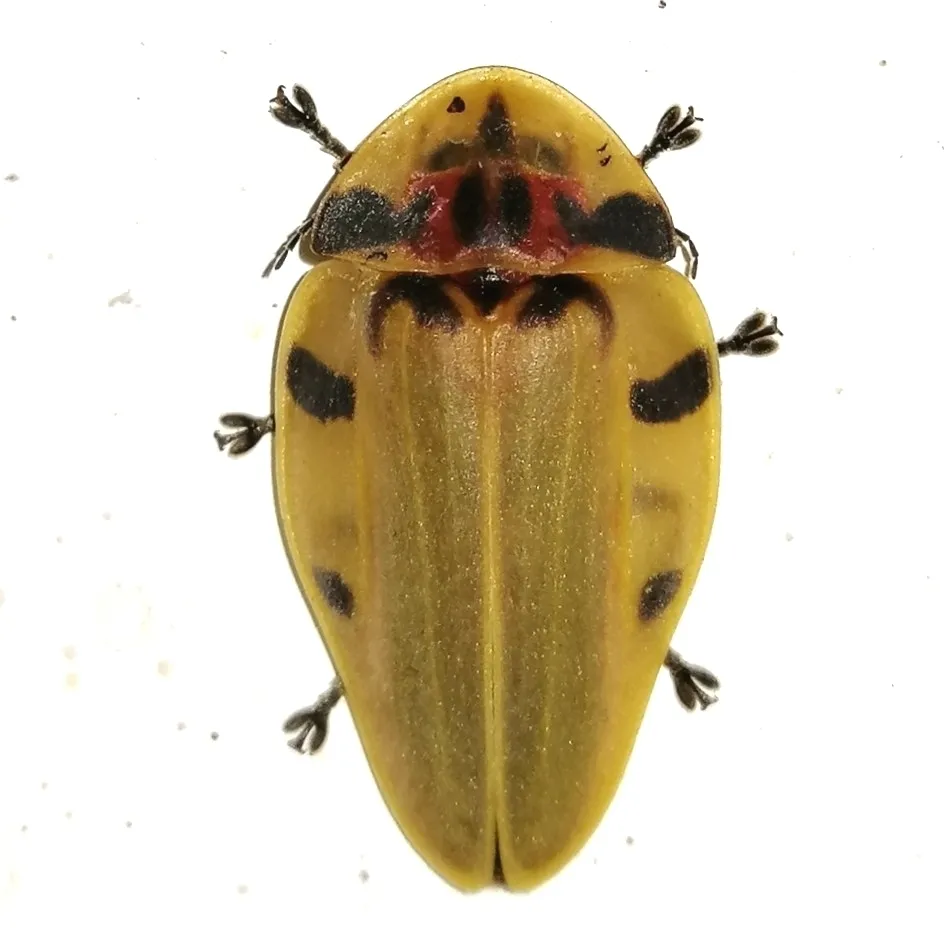 Spotted Tortoise Firefly - photo 2