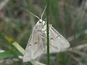 Aspitates aberrata - Hodges#6715 - photo 2