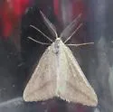 Aspitates aberrata - Hodges#6715 - photo 4