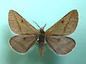 Aspitates orciferaria - Hodges#6717