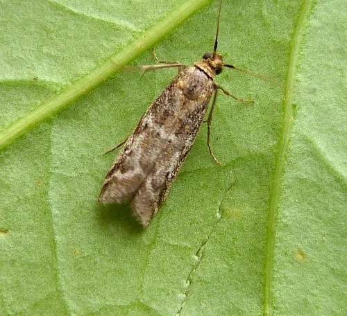 Assara terebrella