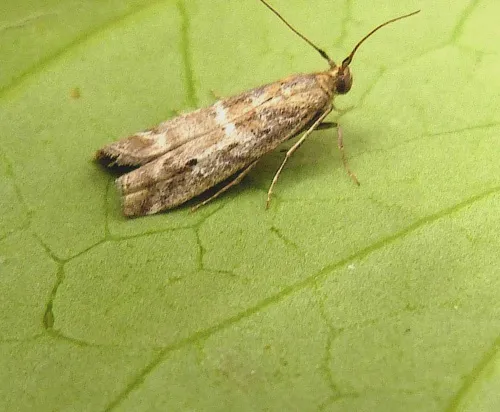 Assara terebrella - photo 3