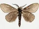 Astala edwardsii - Hodges#0445