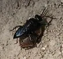 Astata occidentalis