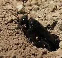 Astata occidentalis - photo 2