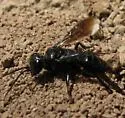 Astata occidentalis - photo 3