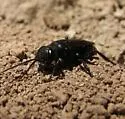 Astata occidentalis - photo 4