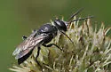 Astata unicolor