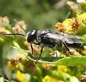 Astata unicolor - photo 3