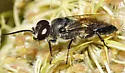 Astata unicolor - photo 4