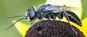 Astata unicolor - photo 5