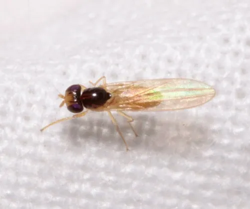 Asteia concinna