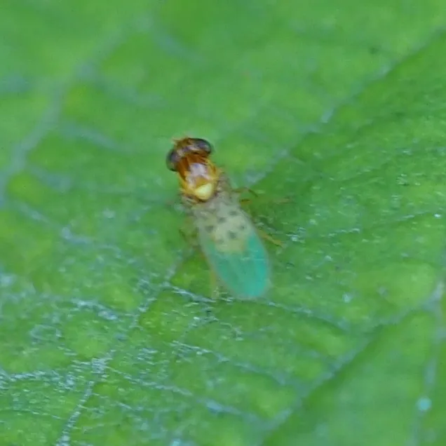 Asteia elegantula - photo 2