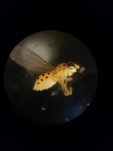 Asteia multipunctata