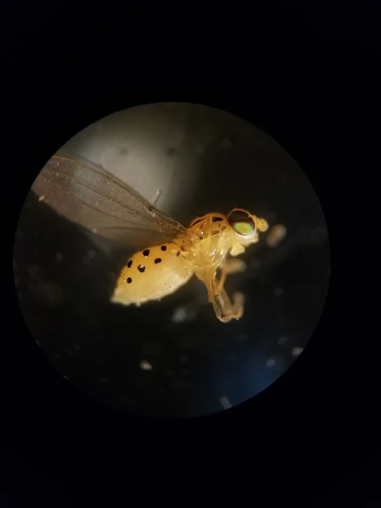 Asteia multipunctata - photo 2