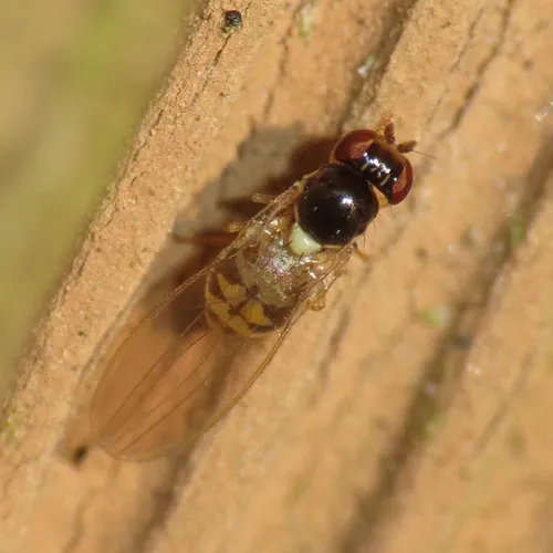 Fine Flies - photo 2