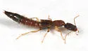 Astenus americanus
