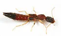 Astenus americanus - photo 2