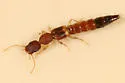 Astenus americanus - photo 3