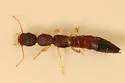 Astenus americanus - photo 4