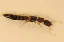 Astenus americanus - photo 5