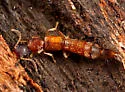 Astenus brevipennis
