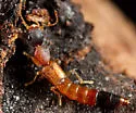Astenus brevipennis - photo 2