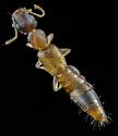 Astenus brevipennis - photo 3