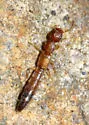 Astenus discopunctatus