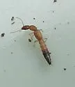Astenus discopunctatus - photo 3