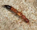 Astenus discopunctatus - photo 4