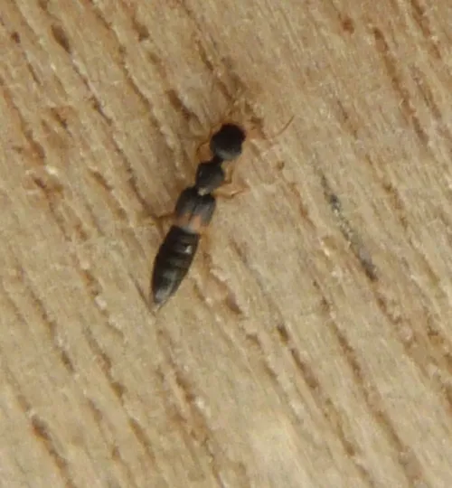 Astenus lyonessius