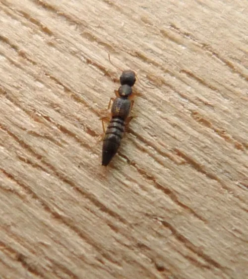 Astenus lyonessius - photo 2