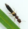 Astenus prolixus 0