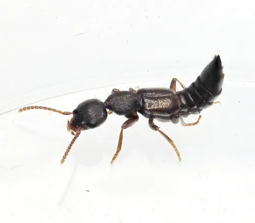 Astenus pulchellus