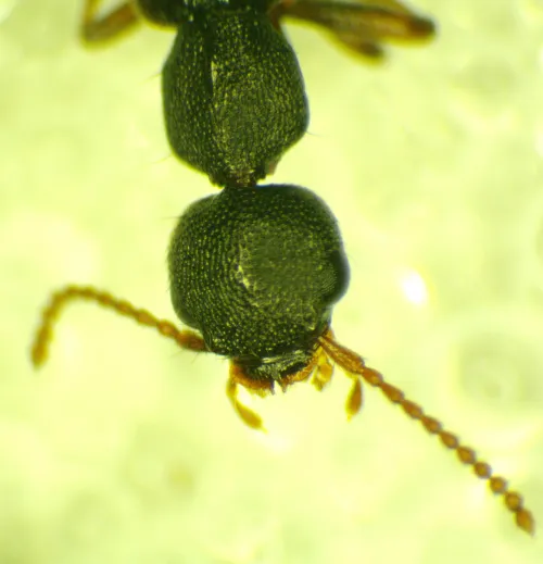 Astenus pulchellus - photo 2