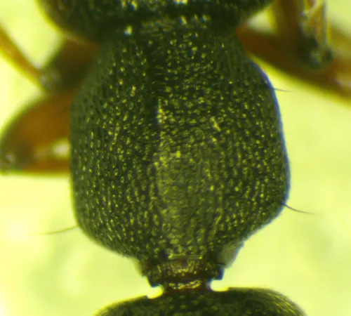 Astenus pulchellus - photo 3