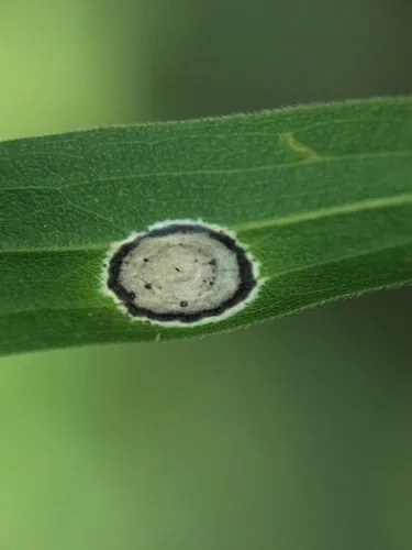 Asteromyia carbonifera
