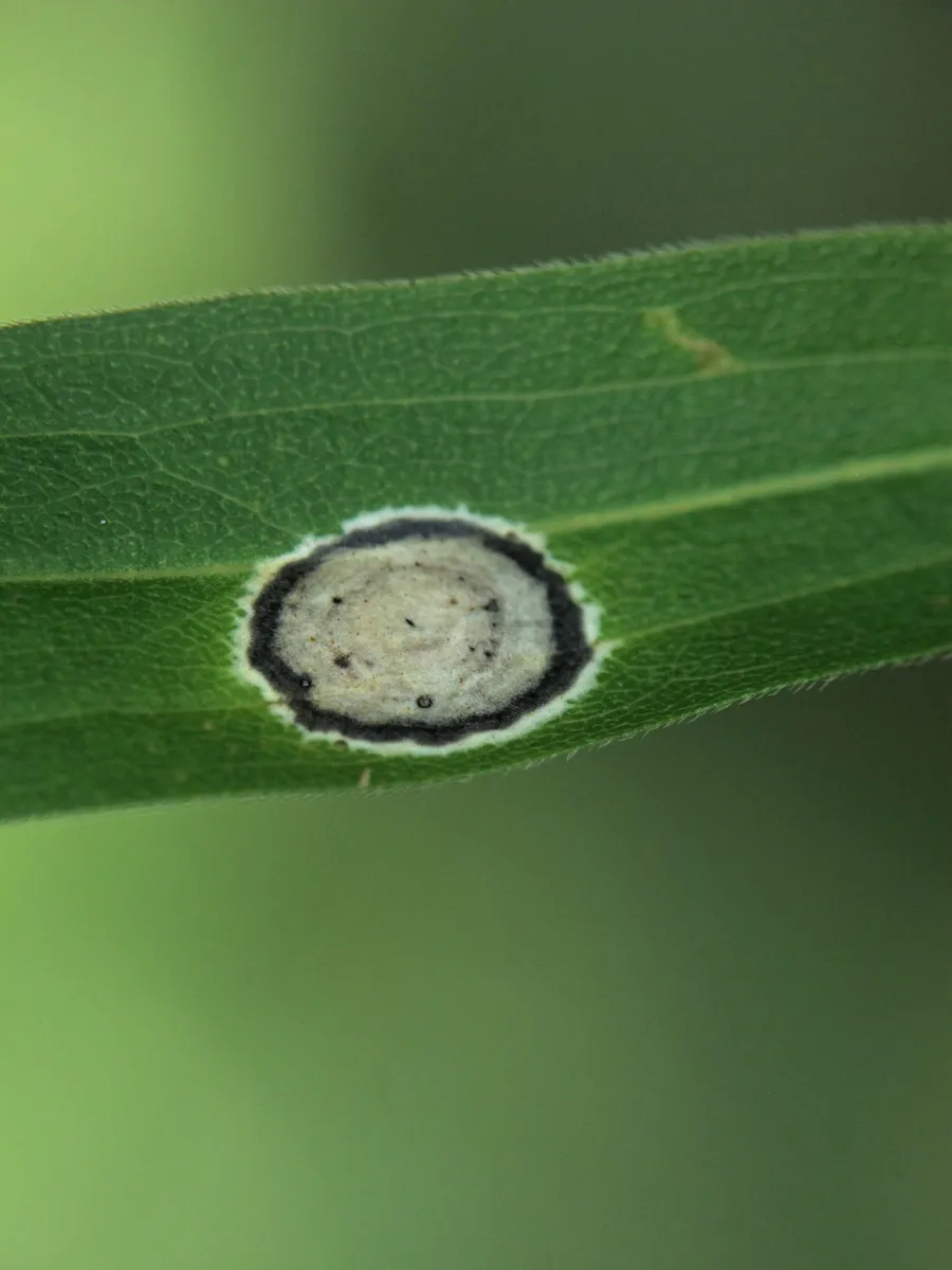 Asteromyia carbonifera - photo 3