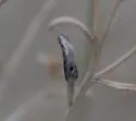 Asteromyia chrysothamni