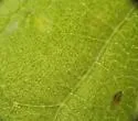 Asteromyia clarkei - photo 2