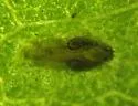 Asteromyia clarkei - photo 3