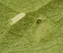 Asteromyia clarkei - photo 4