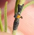 Asteromyia gutierreziae